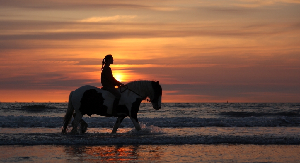 horse_paard_sunset_zee_strand_zee