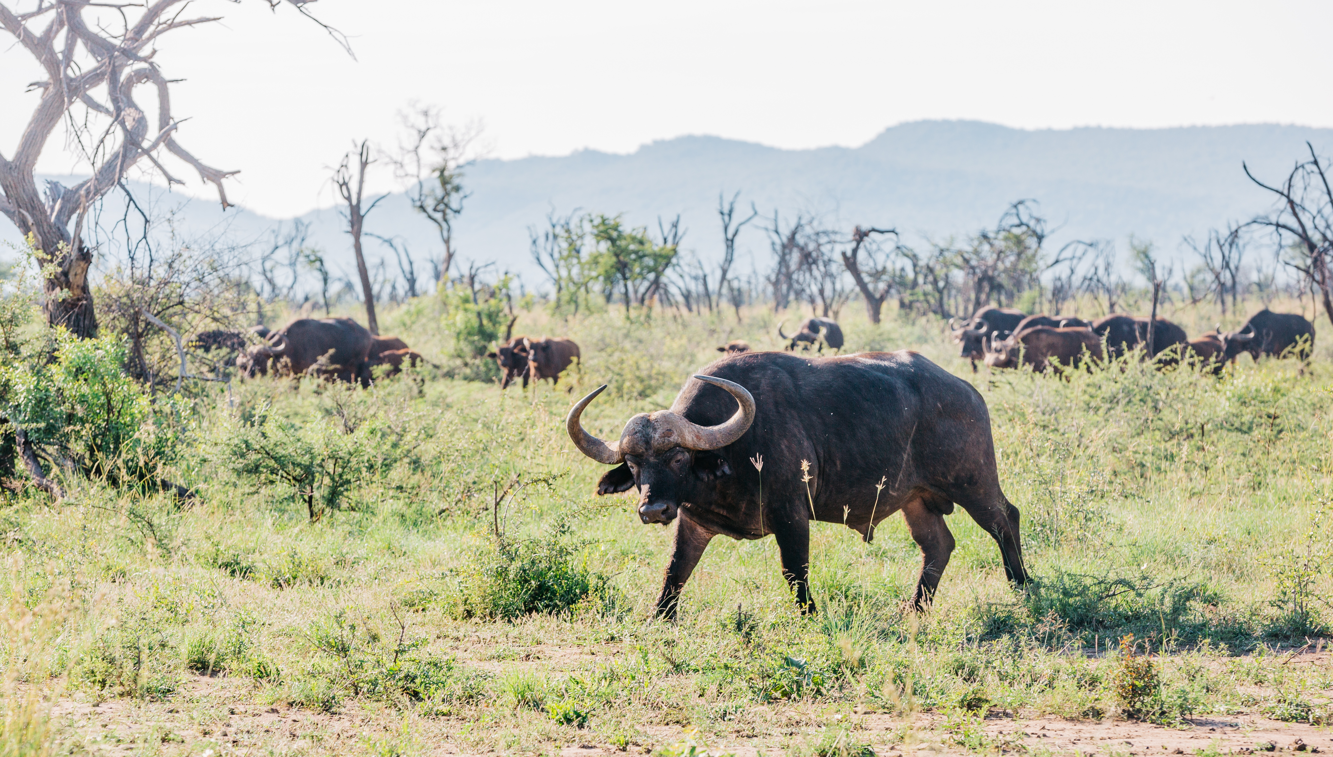 Buffalo_safari_southafrica